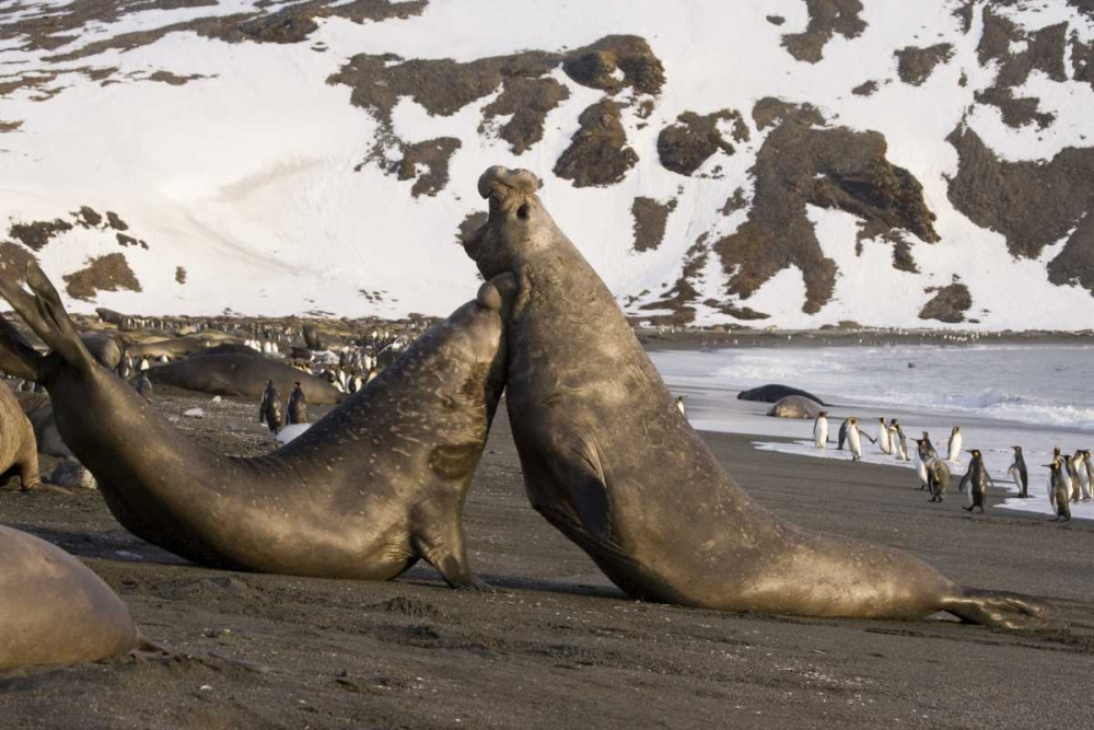 South Georgia Island Elephant seals fighting